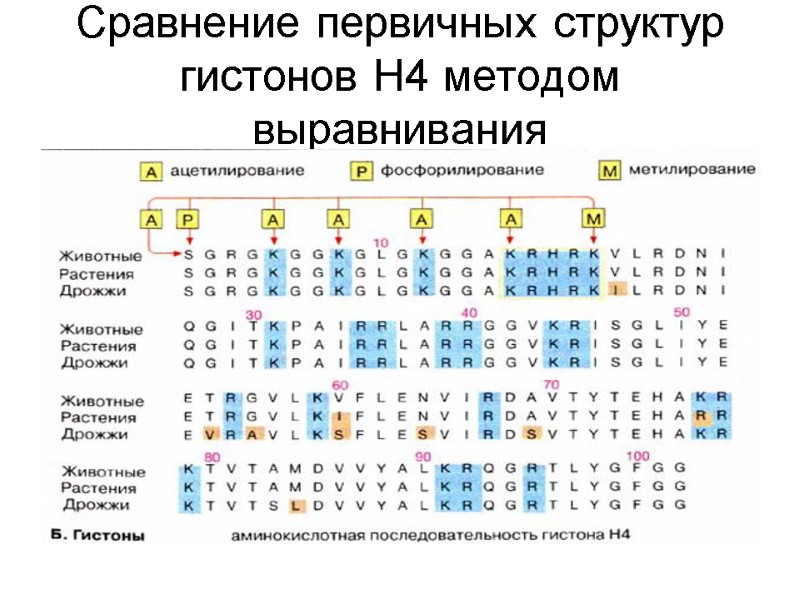 Сравнение первичных структур гистонов Н4 методом выравнивания